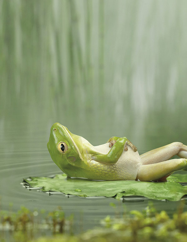 嗎丁啉Motilium胃藥“青蛙篇”平面廣告創(chuàng)意設(shè)計(jì)－尚略上海廣告設(shè)計(jì)公司2－特效畫(huà)面