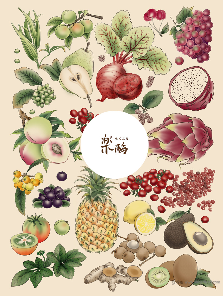 臺灣樂酶酵素品牌LOGO設(shè)計與包裝設(shè)計-插畫設(shè)計-上海包裝設(shè)計公司包裝佳作欣賞11