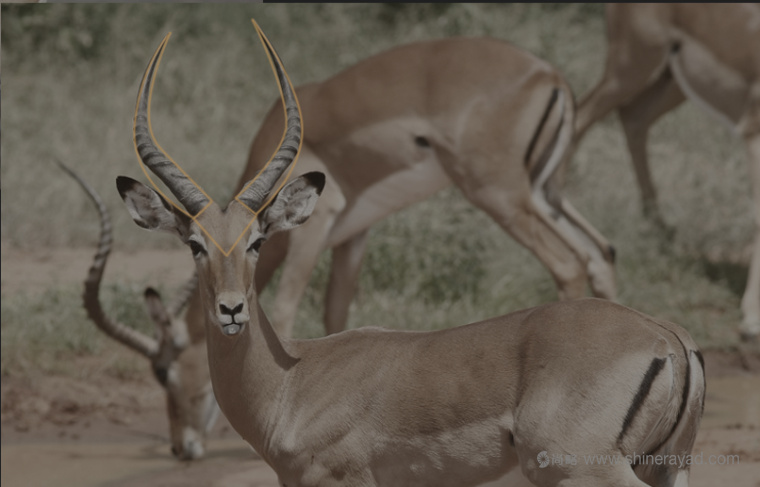 Chic Afrique 在線服飾零售電商女裝時裝服裝品牌LOGO設(shè)計-上海LOGO設(shè)計公司2