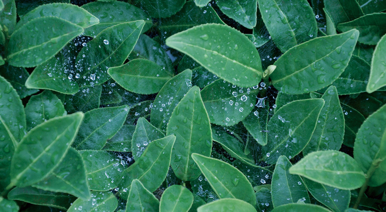 顏查理鐵觀音烏龍茶茶葉品牌包裝設(shè)計-上海包裝設(shè)計公司2