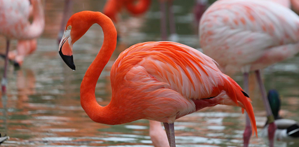 上海包裝設(shè)計公司設(shè)計欣賞：火烈鳥玫瑰酒包裝設(shè)計2