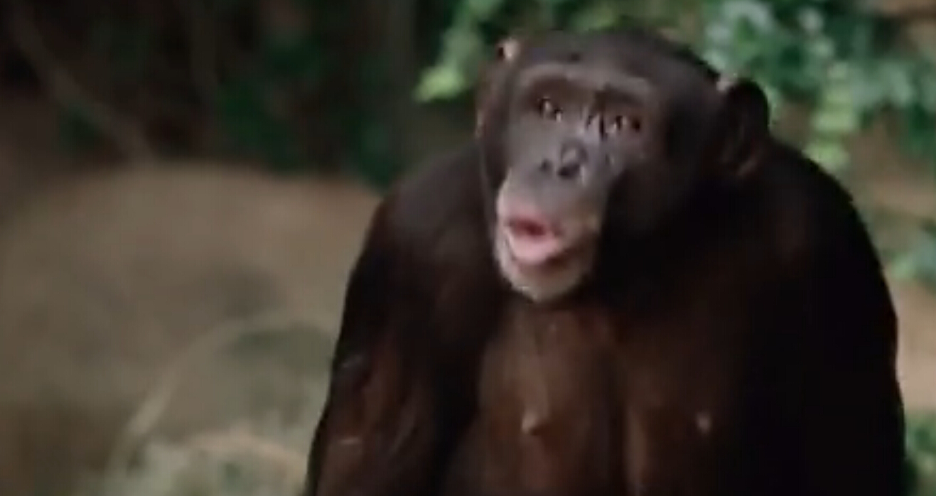 上海策劃公司尚略廣告分享麥當(dāng)勞超辣漢堡廣告猩猩篇1