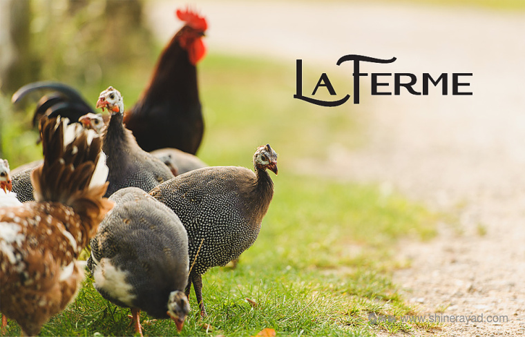 俄羅斯La Ferme珍珠雞與農(nóng)場(chǎng)標(biāo)志設(shè)計(jì) 俄羅斯La Ferme珍珠雞與農(nóng)場(chǎng)標(biāo)志設(shè)計(jì)