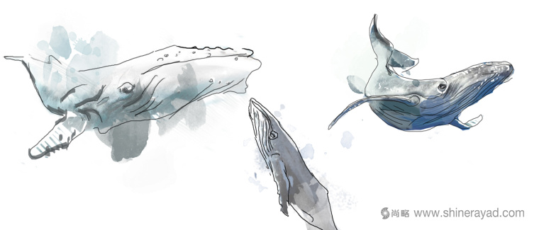 紡織品抱枕藍鯨水彩插畫設計-上海平面設計公司3