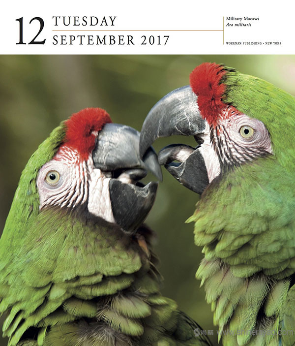 一頁(yè)一鳥日歷設(shè)計(jì)--2017年最佳臺(tái)歷設(shè)計(jì)靈感-上海品牌設(shè)計(jì)公司-上海平面設(shè)計(jì)公司 一頁(yè)一鳥日歷設(shè)計(jì)--2017年最佳臺(tái)歷設(shè)計(jì)靈感-上海品牌設(shè)計(jì)公司-上海平面設(shè)計(jì)公司