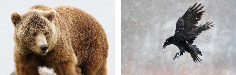 絕對(duì)伏特加野生藍(lán)莓酒系列包裝設(shè)計(jì)-上海包裝設(shè)計(jì)公司4