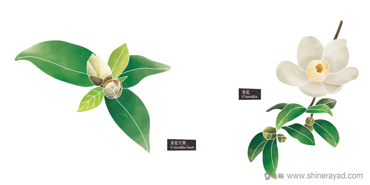 Rosehill 面膜包裝插畫設(shè)計(jì)-上海化妝品包裝設(shè)計(jì)公司5 Rosehill 面膜包裝插畫設(shè)計(jì)-上?;瘖y品包裝設(shè)計(jì)公司5