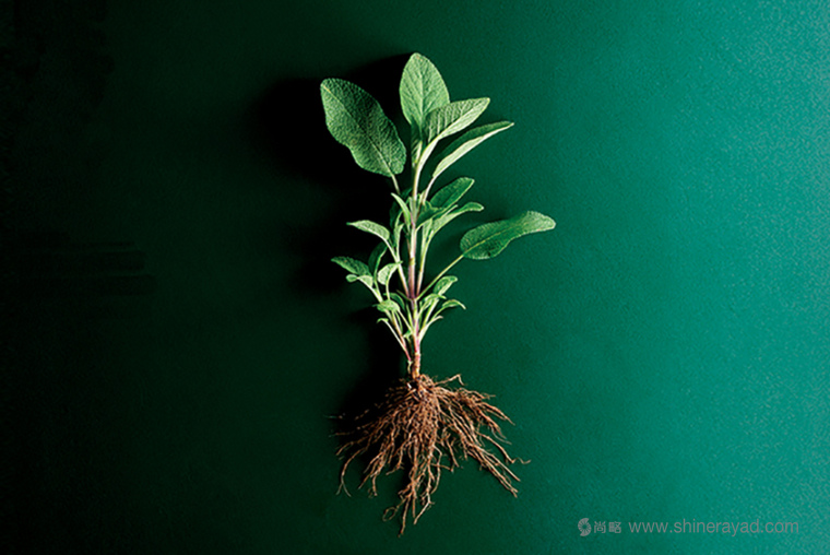 上海食品包裝設(shè)計(jì)公司欣賞：SO 品牌化風(fēng)格有機(jī)食品包裝設(shè)計(jì)核心元素1