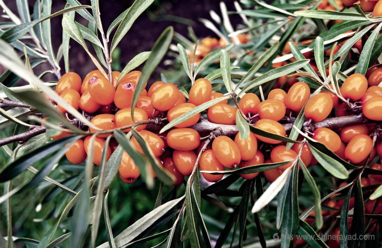 CORNICA洗發(fā)水沐浴露清潔衛(wèi)生與天然化妝品LOGO設(shè)計-上海logo設(shè)計公司2 CORNICA洗發(fā)水沐浴露清潔衛(wèi)生與天然化妝品LOGO設(shè)計-上海logo設(shè)計公司2