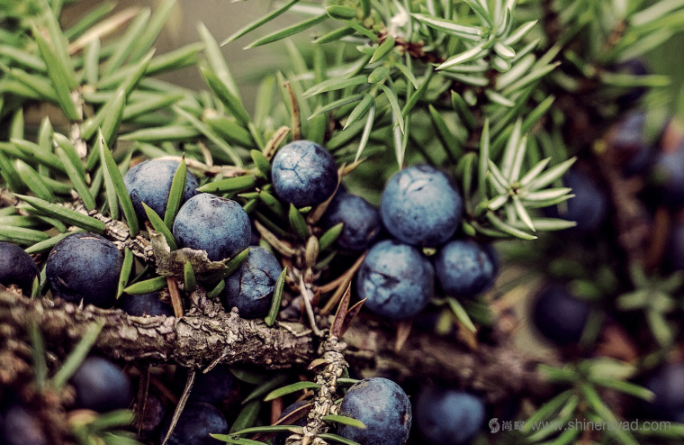 植物素描與水彩插畫CORNICA洗發(fā)水沐浴露清潔衛(wèi)生與天然化妝品包裝設(shè)計-上海包裝設(shè)計公司7 植物素描與水彩插畫CORNICA洗發(fā)水沐浴露清潔衛(wèi)生與天然化妝品包裝設(shè)計-上海包裝設(shè)計公司7