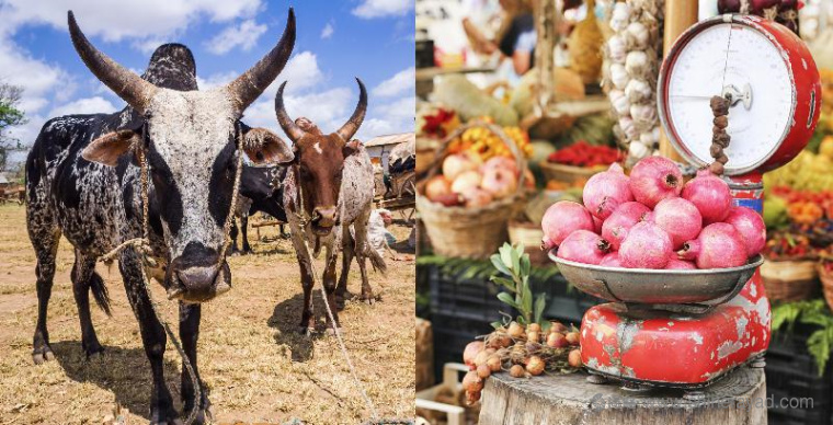 上海logo設(shè)計(jì)公司欣賞：俄羅斯達(dá)吉斯坦MYR 超市大賣場(chǎng)logo設(shè)計(jì)VI設(shè)計(jì)2