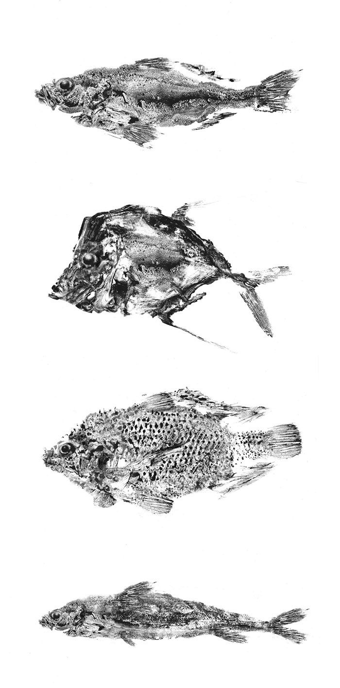 通過拓印設(shè)計的Reef 品牌海魚海鮮產(chǎn)品包裝設(shè)計欣賞-上海包裝設(shè)計公司 通過拓印設(shè)計的Reef 品牌海魚海鮮產(chǎn)品包裝設(shè)計欣賞-上海包裝設(shè)計公司