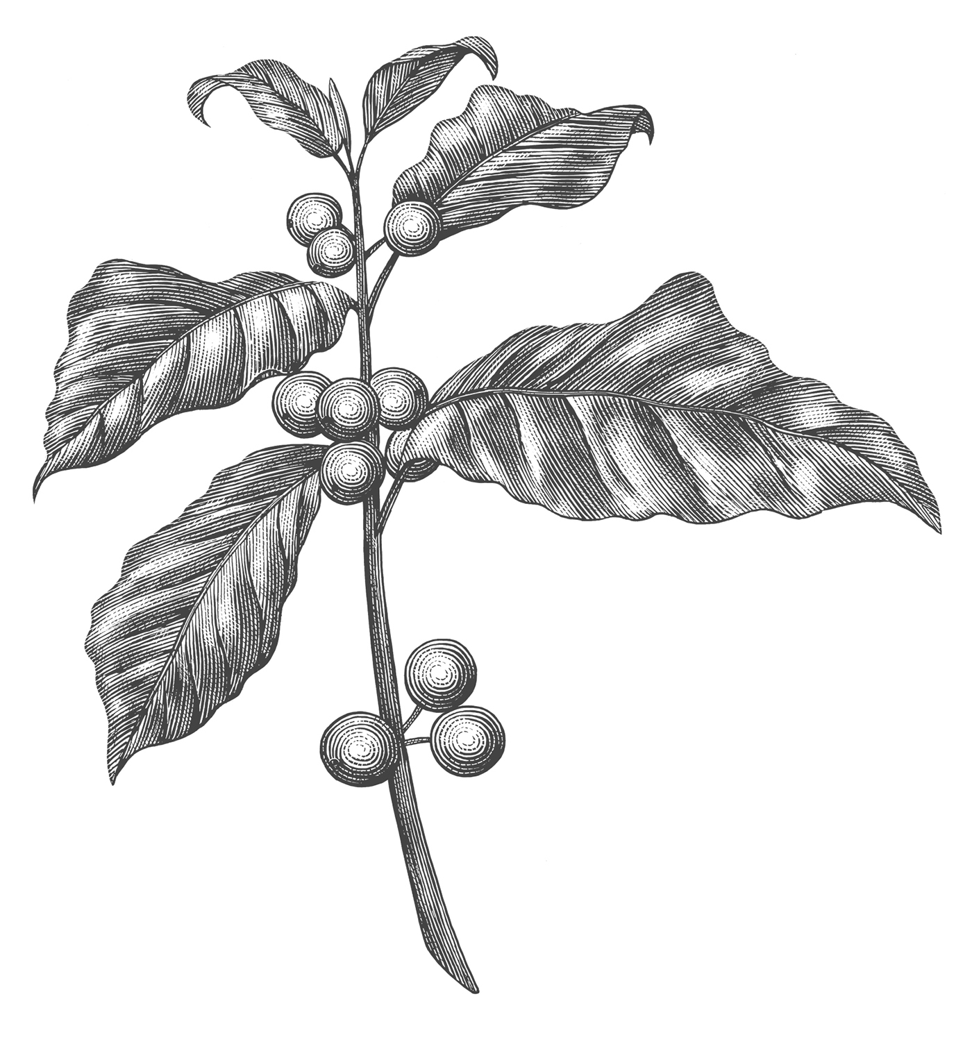 木版畫風(fēng)格星巴克冬季咖啡促銷宣傳插畫設(shè)計-上海品牌形象設(shè)計公司-上海平面設(shè)計公司