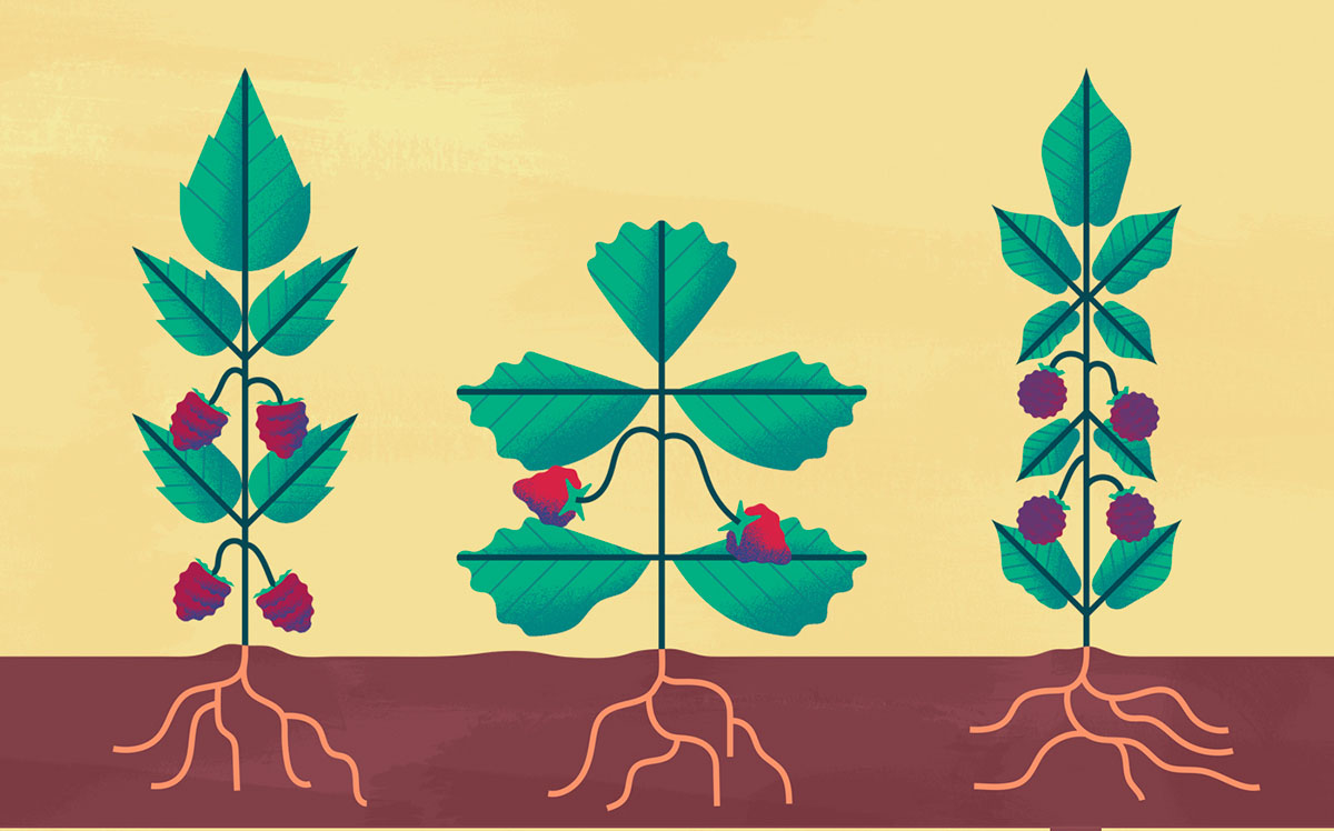 上海品牌設(shè)計(jì)公司欣賞：Maravilha農(nóng)場(chǎng)農(nóng)業(yè)種植插畫設(shè)計(jì)