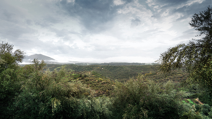 One & Olive 希臘特級(jí)初榨橄欖油品牌設(shè)計(jì)包裝設(shè)計(jì)