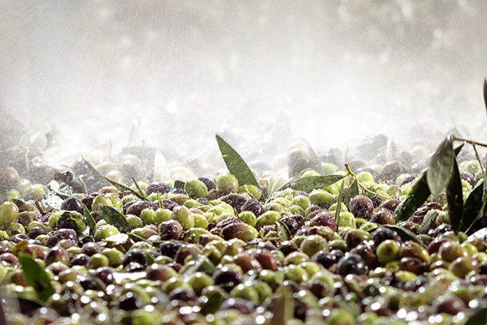 One & Olive 希臘特級(jí)初榨橄欖油品牌設(shè)計(jì)包裝設(shè)計(jì)