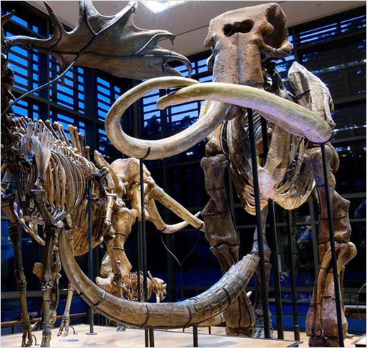 Amherst阿默斯特學(xué)院大學(xué)猛犸象吉祥物標(biāo)志設(shè)計(jì)-上海標(biāo)志設(shè)計(jì)公司 Amherst阿默斯特學(xué)院大學(xué)猛犸象吉祥物標(biāo)志設(shè)計(jì)-上海標(biāo)志設(shè)計(jì)公司