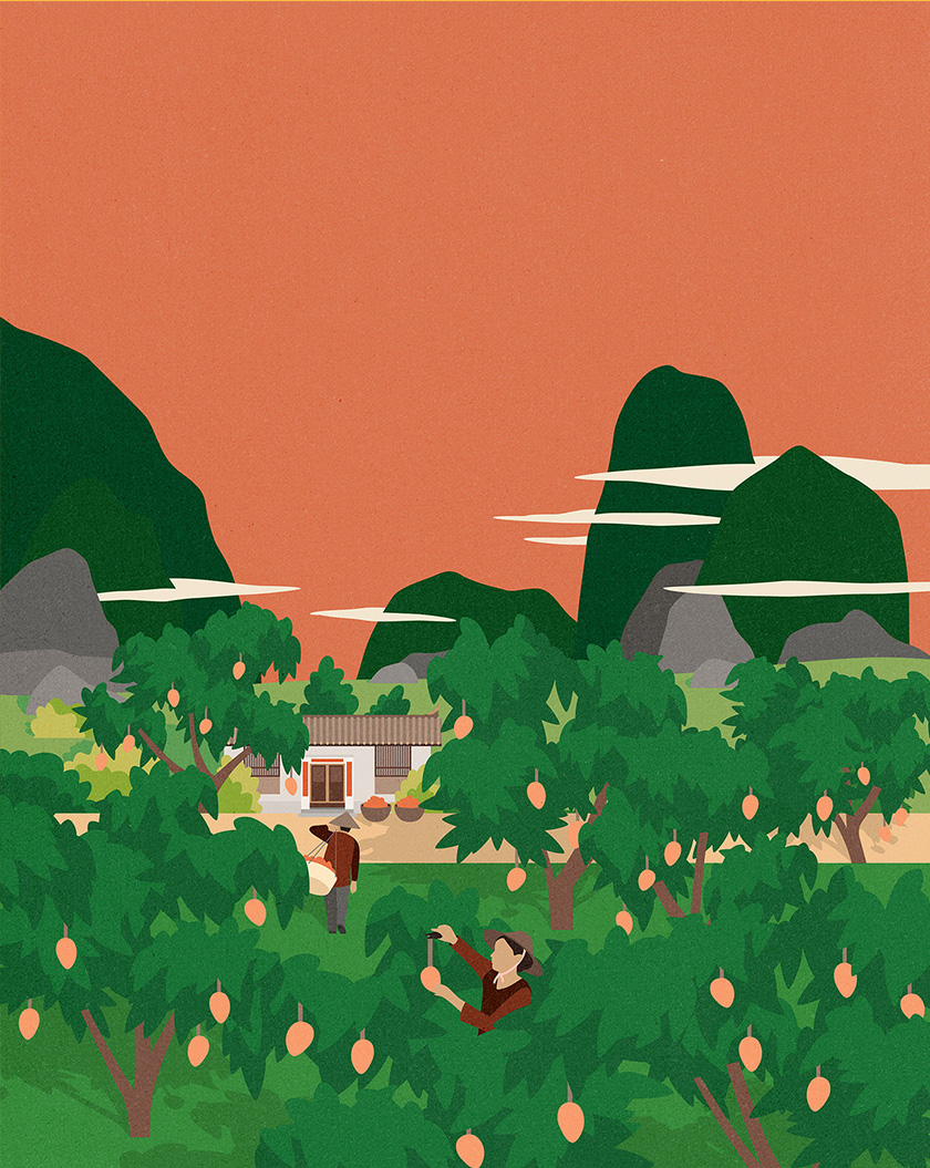 pure tea 純茶有機茶葉包裝設(shè)計，13個茶葉原產(chǎn)地風(fēng)景插圖設(shè)計