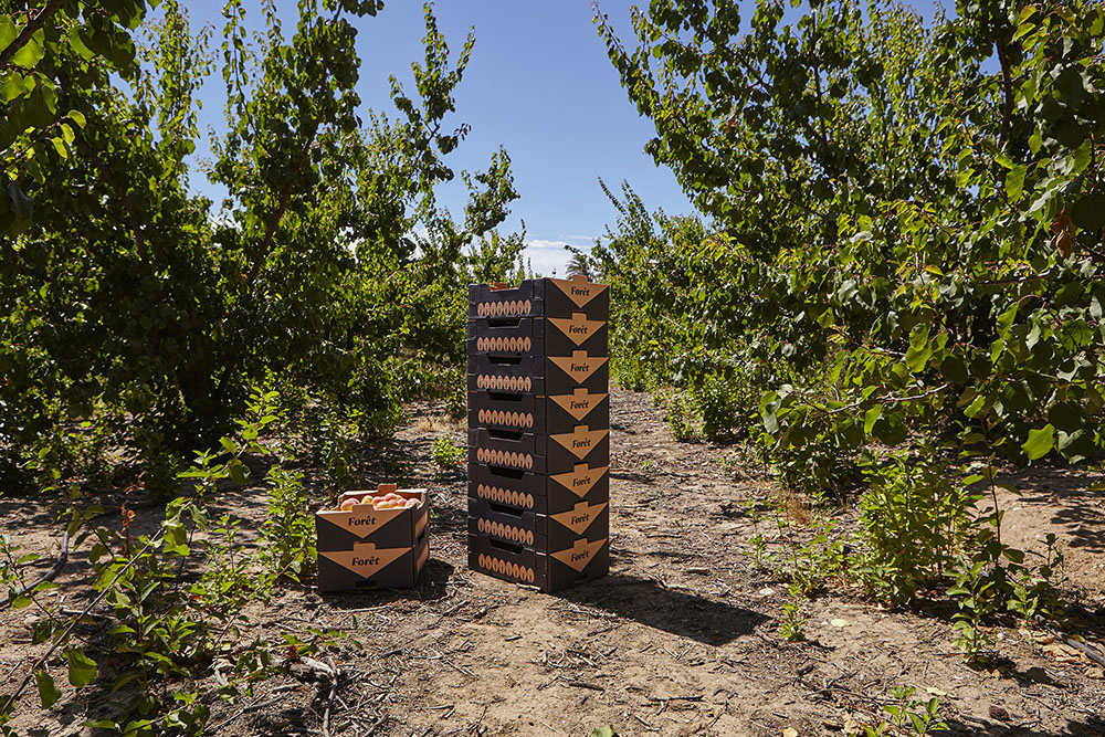 FORêT杏桃水果包裝設(shè)計，采用森林樹木的抽象圖形