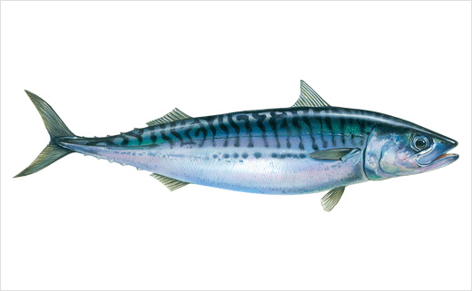 海魚圖片 海魚圖片