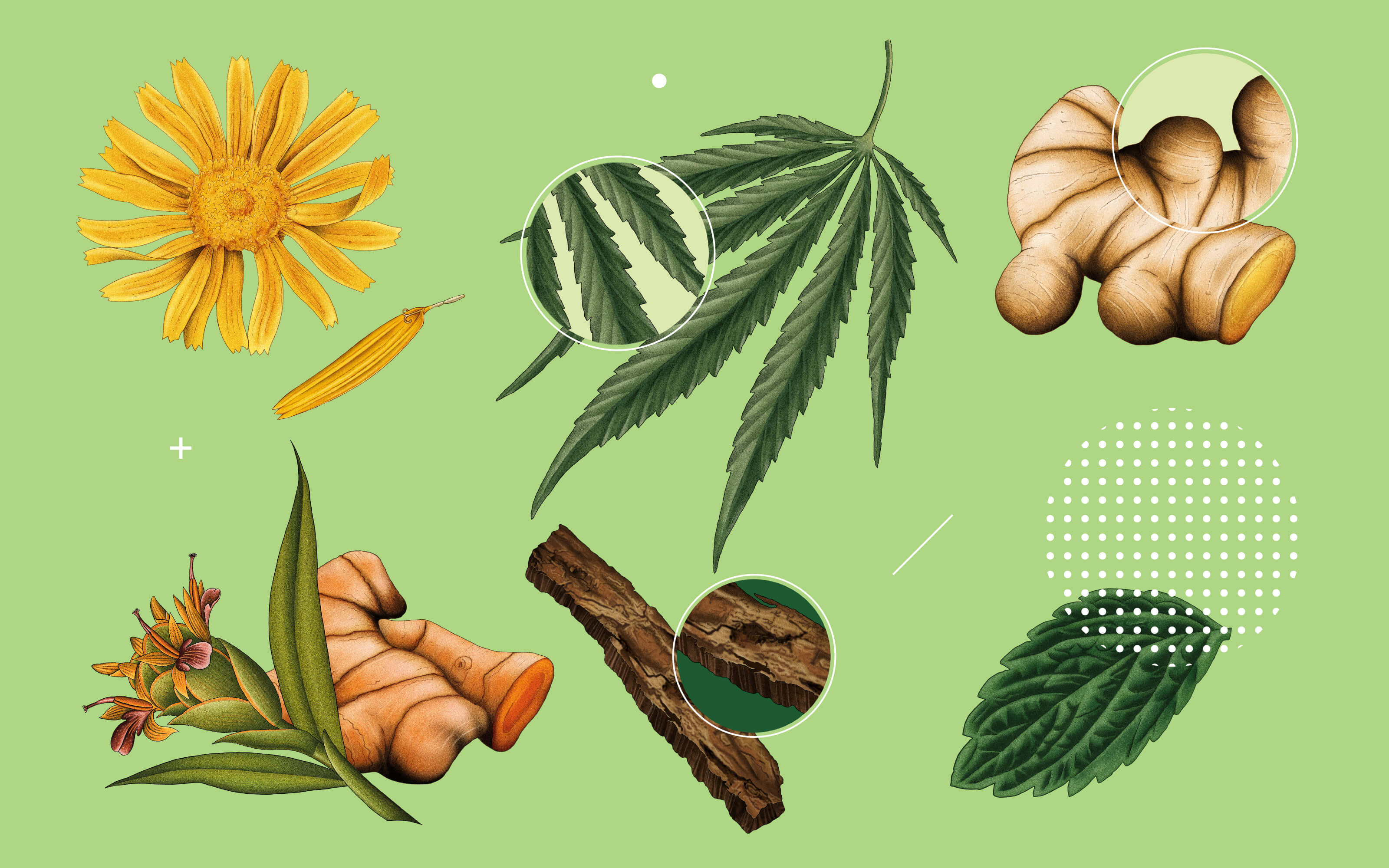 Healist大麻二酚CBD草本保健品藥品包裝設(shè)計(jì)，自然植物與現(xiàn)代科學(xué)的平衡