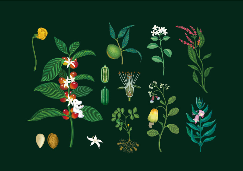 cama café 咖啡堅(jiān)果中秋團(tuán)圓禮盒包裝設(shè)計(jì)“植物草本花卉插畫(huà)”風(fēng)格