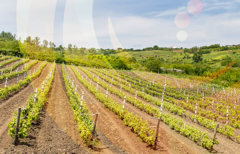 摩爾多瓦釀酒師協(xié)會(huì)logo設(shè)計(jì)“地圖+酒滴+葡萄+白鸛展翅+火”