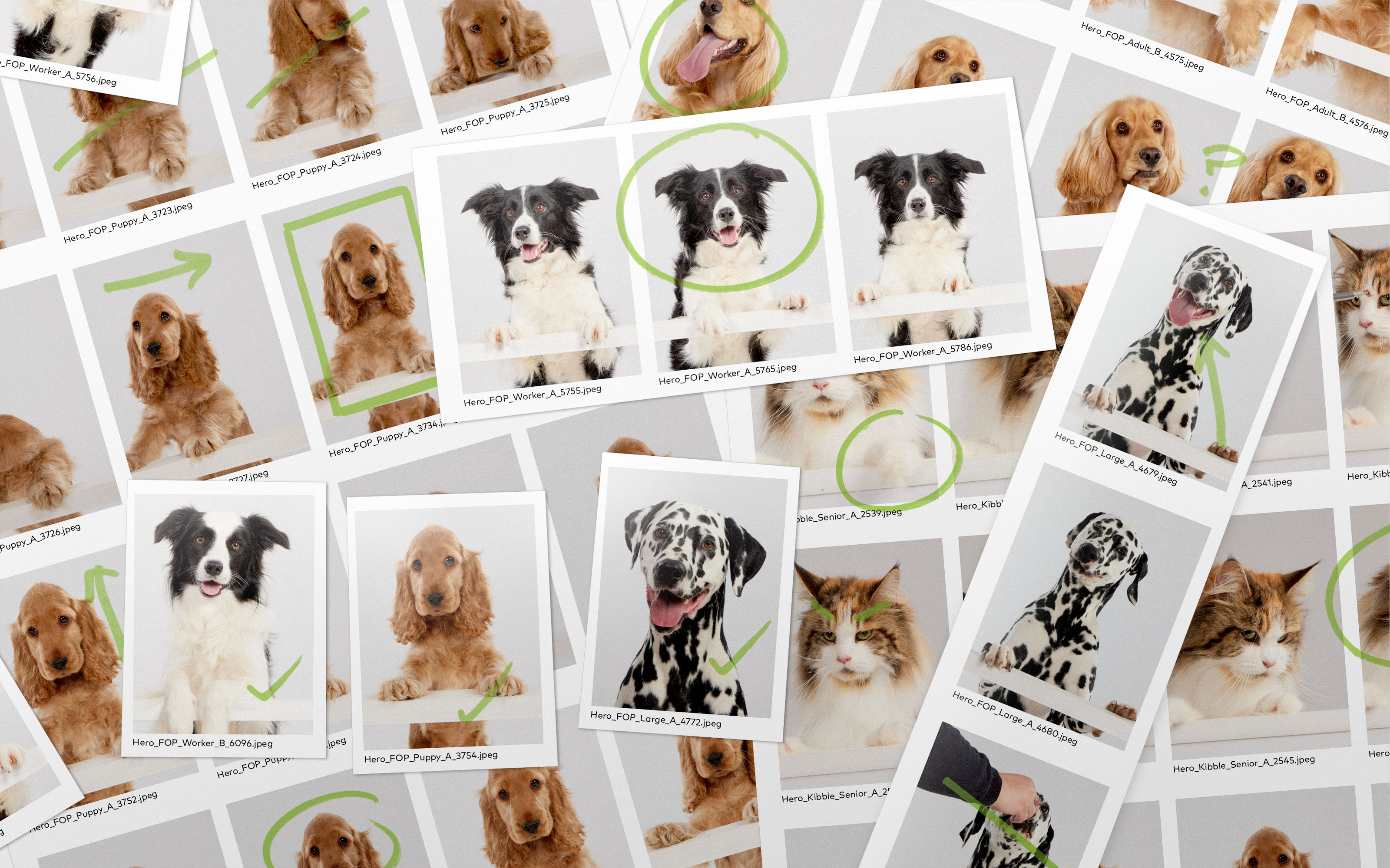 Harringtons哈靈頓貓糧狗糧寵物食品包裝設(shè)計，“草地動物”視覺貫穿所有包裝-攝影