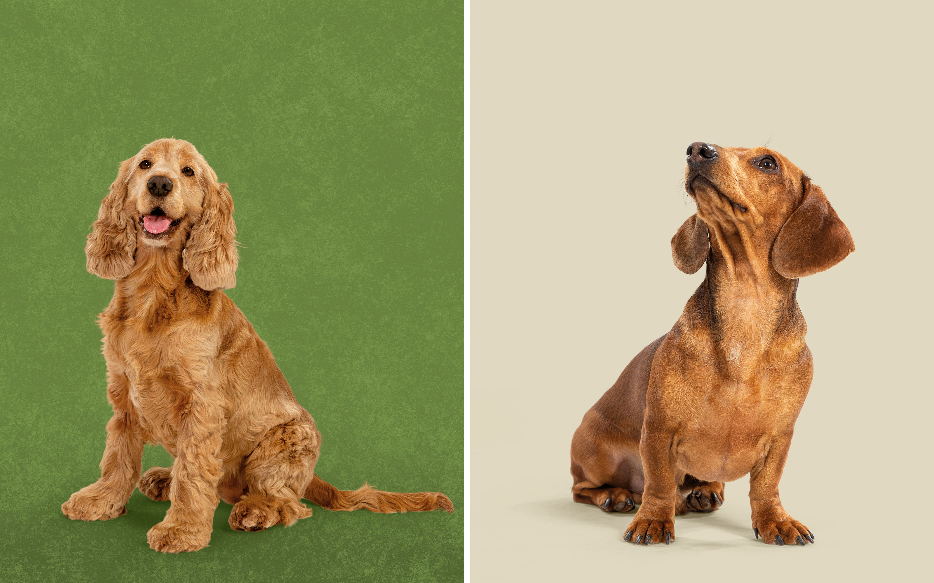 Harringtons哈靈頓貓糧狗糧寵物食品包裝設(shè)計-攝影