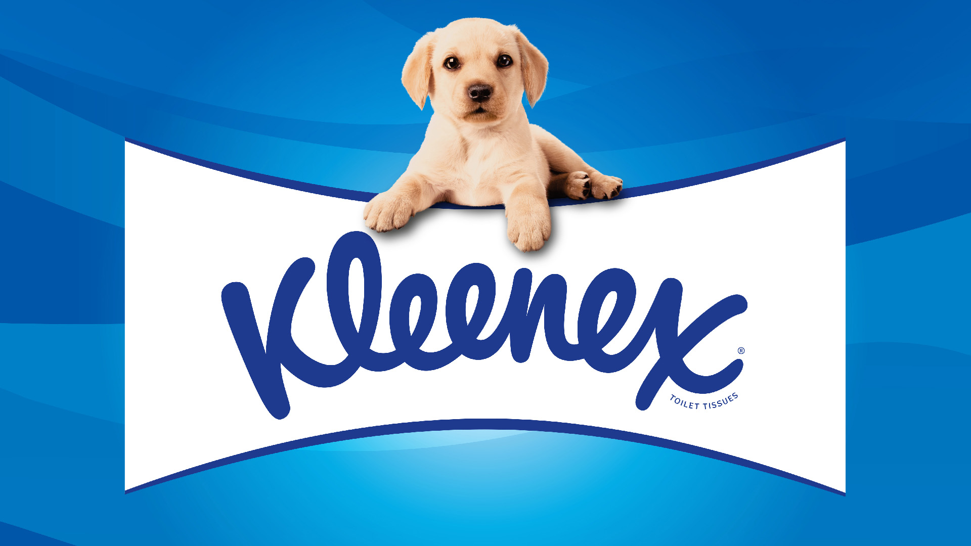 Kleenex 衛(wèi)生紙包裝設(shè)計(jì)拉布拉多小狗元素